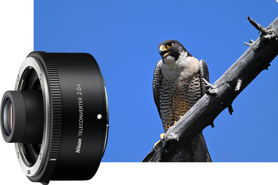 Obiektyw Nikkor Z 600mm f/6.3 VR S | Odbierz rabat 5% z kodem w koszyku NIKON5% | Obiektyw NIKKOR Z z 5-letnia gwarancją!