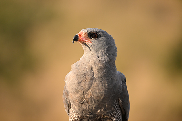 Obiektyw Nikkor Z 100-400mm f/4.5-5.6 VR S | Odbierz rabat 5% z kodem w koszyku NIKON5% | Obiektyw NIKKOR Z z 5-letnia gwarancją!