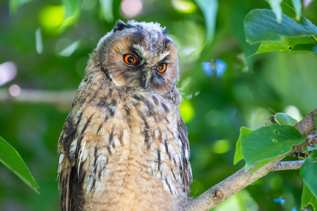 Obiektyw Fujinon XF 500mm f/5,6 R LM OIS WR