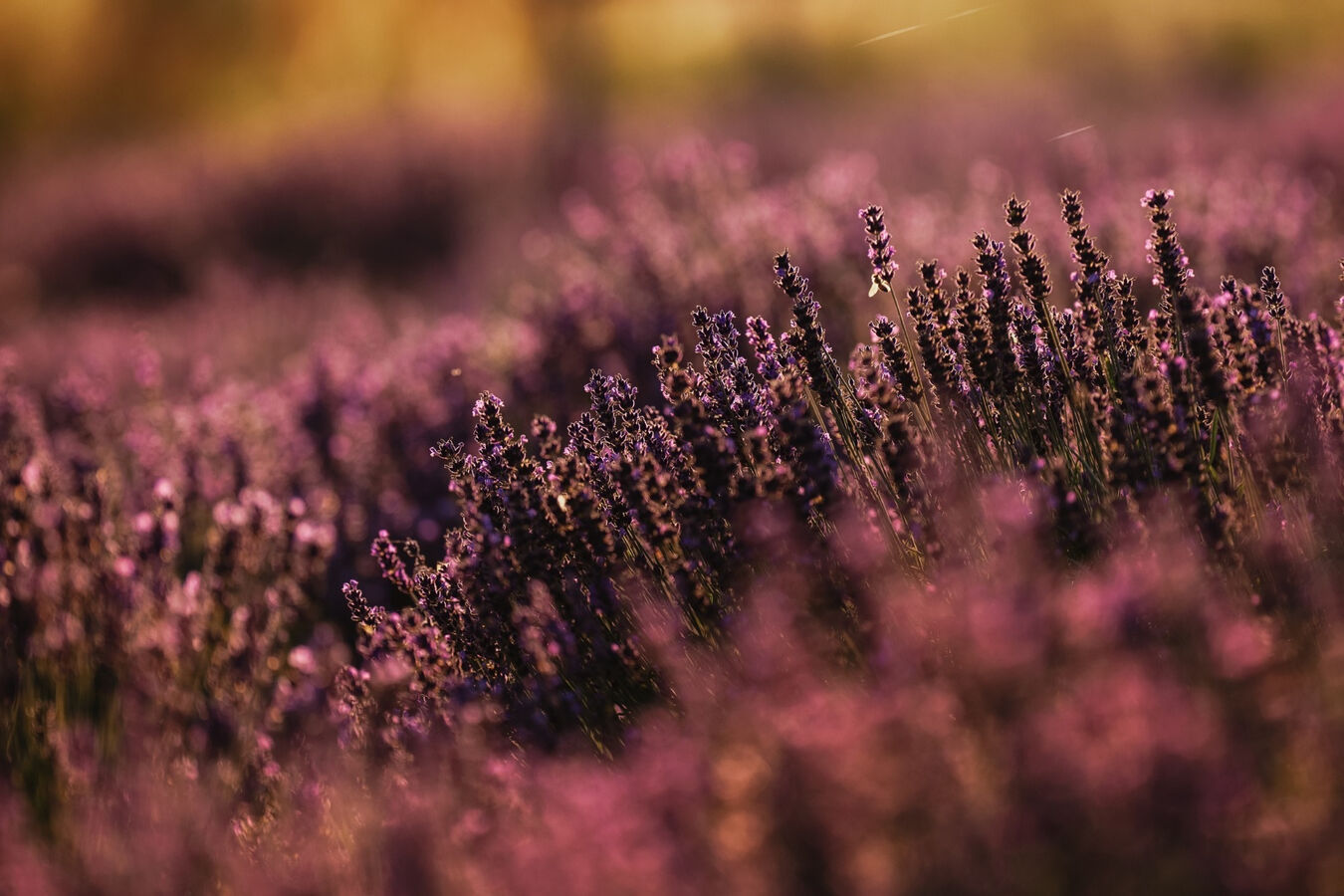 Obiektyw Sigma 200mm f/2 DG DN Sport (Sony E) - 5 lat gwarancji