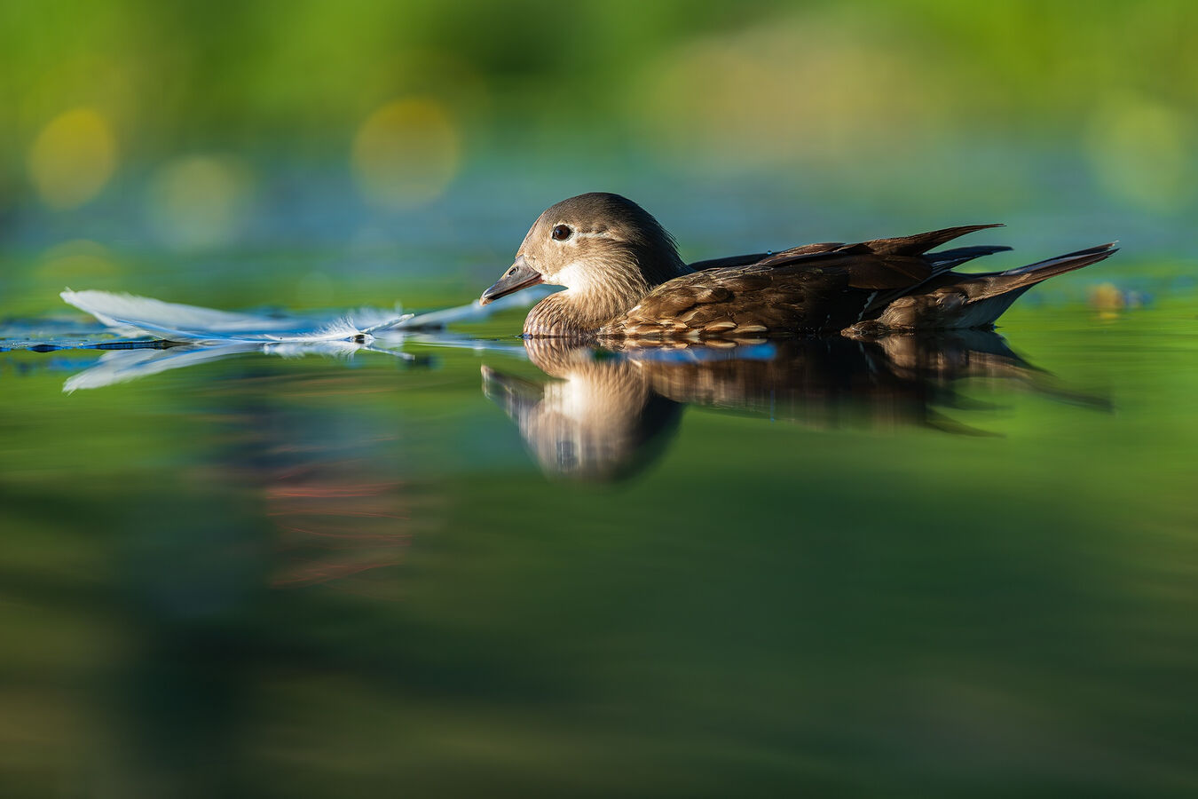 Obiektyw Sigma 200mm f/2 DG DN Sport (Sony E) - 5 lat gwarancji