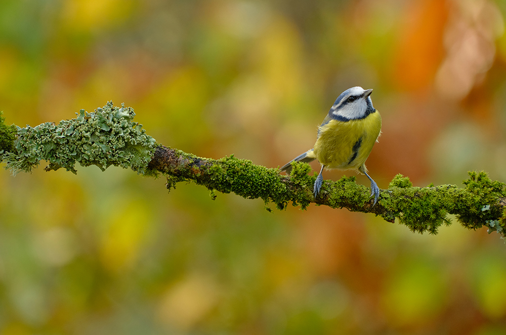 Obiektyw Fujinon XF 70-300mm f/4-5.6 R LM OIS WR (wypożyczalnia)