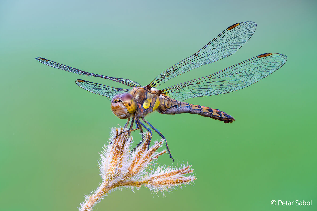 Obiektyw Sony FE GM 100mm f/2.8 MACRO - Pełnoklatkowy obiektyw do makrofotografii SEL100M28GM + Dobierz filtr za 1zł