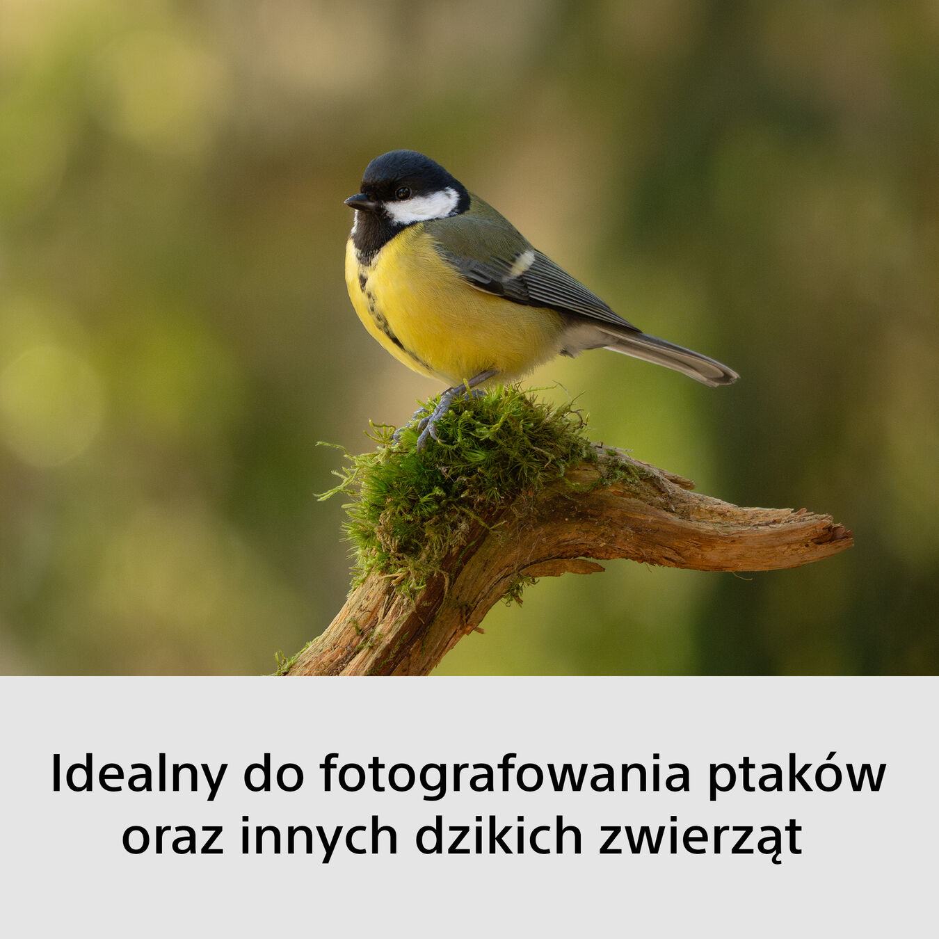 Bezlusterkowiec Sony A6700 + Obiektyw Sony E 70-350mm f/4.5-6.3 OSS G Lens + 16-50mm - Wildlife Photography Kit ILCE6700GBDI.EU