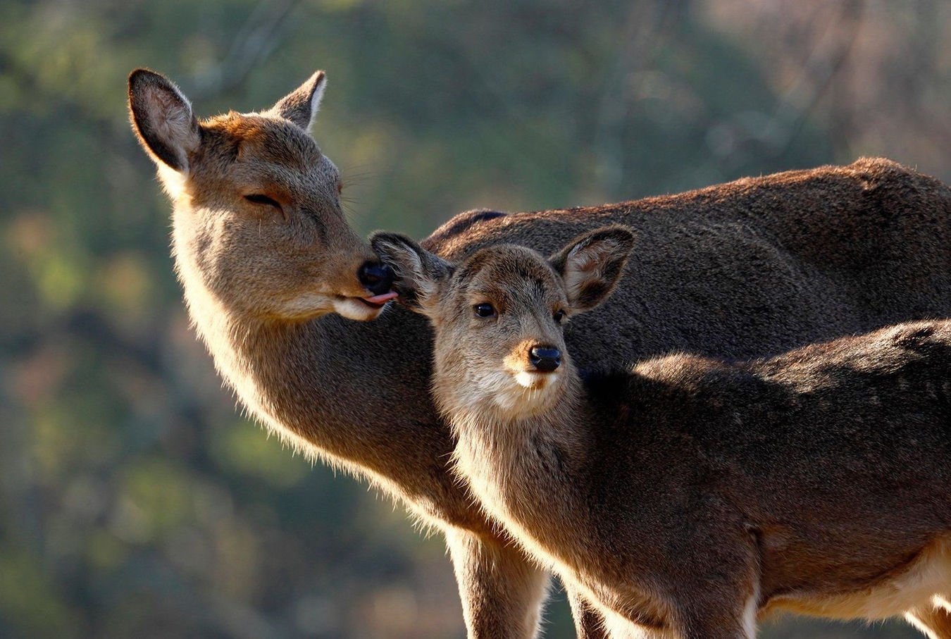 Obiektyw Canon RF 600mm f/11 IS STM - Dobierz filtr UV za 1zł