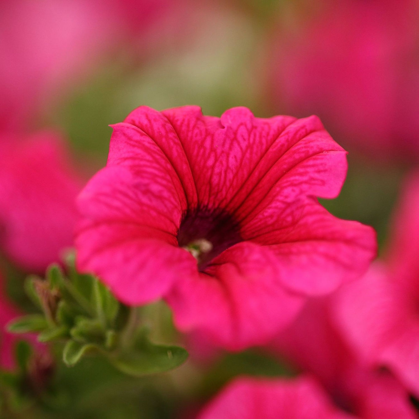 Obiektyw Canon RF 85mm f/2 Macro IS STM - Dobierz filtr UV za 1zł