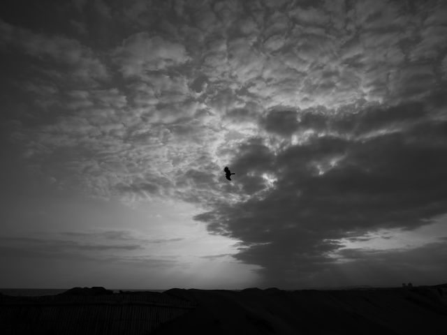 Panasonic LEICA 9mm czarno białe zdjęcie artystyczne fotografia ptaków