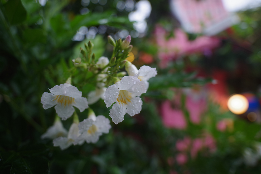 Obiektyw Pentax HD PENTAX-D FA 21mm f/2.4 ED Limited DC WR (czarny)