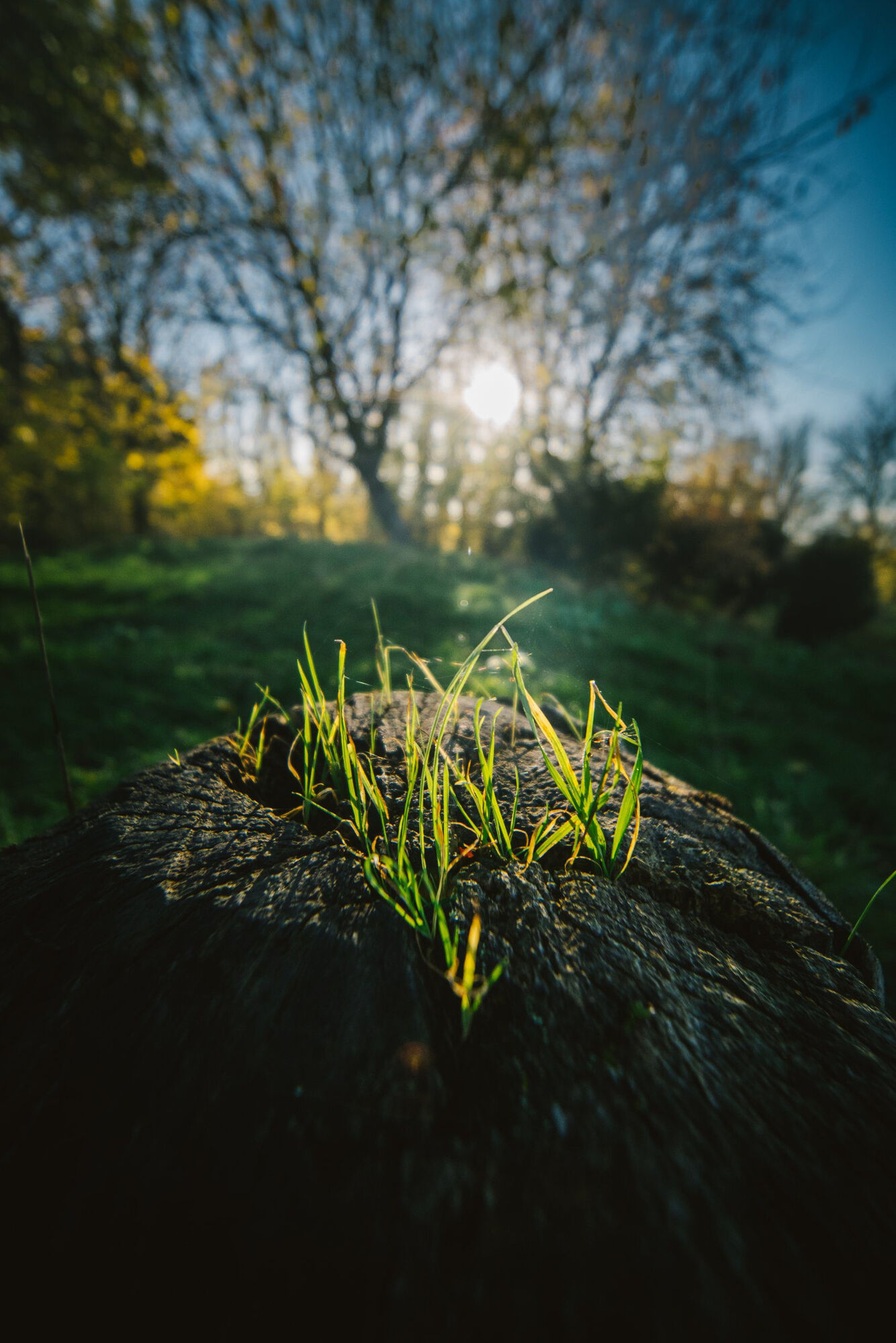 Obiektyw Laowa 6mm f/2 Zero-D - mikro 4/3