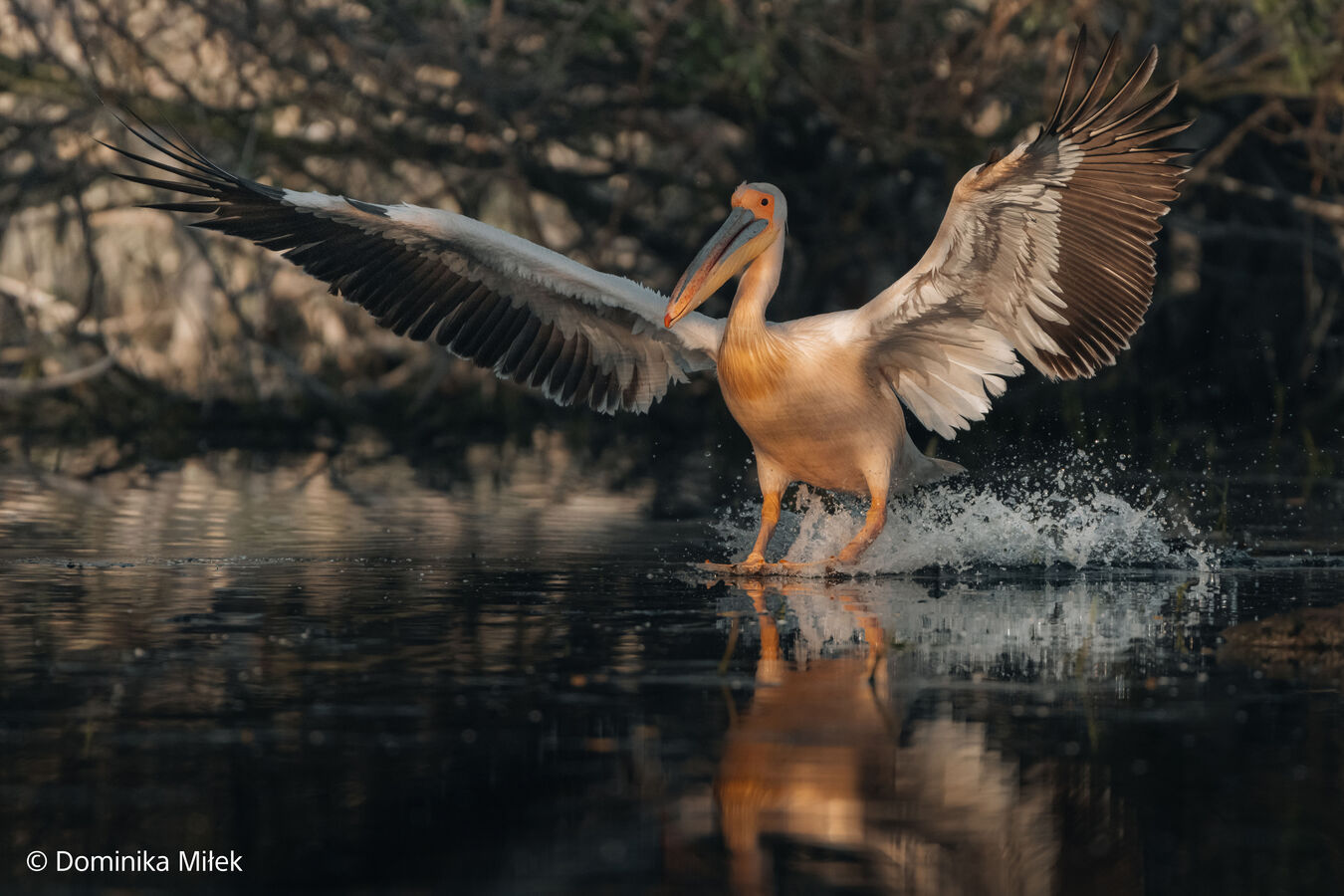 Obiektyw Sony FE GM 100-400mm f/4,5 OSS - Dostępny!
